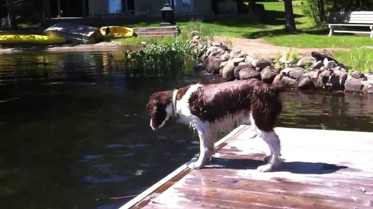 Hilarious Springer Spaniel loses his stick in the water.