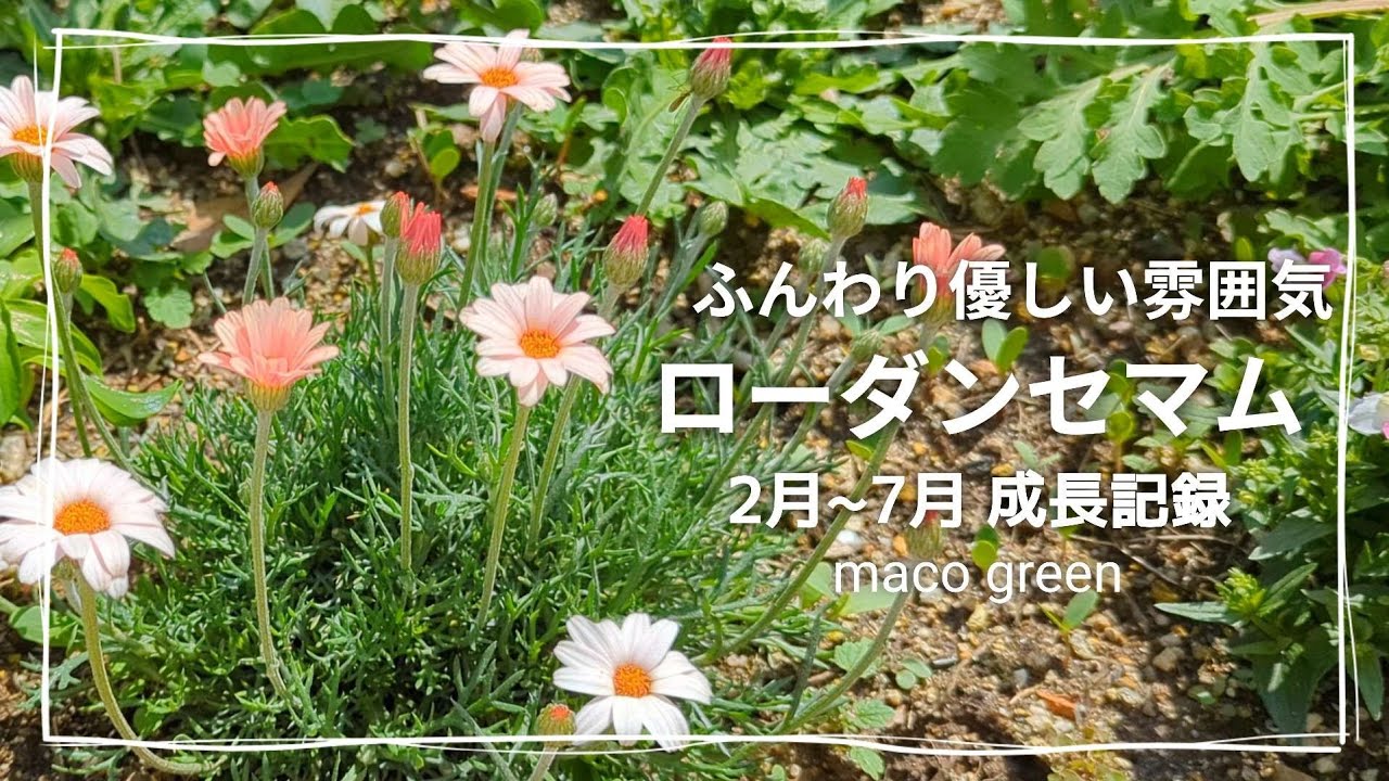 【成長記録】ローダンセマム アプリコットジャム✨ナチュラルな雰囲気のかわいい花ですrhodanthemum