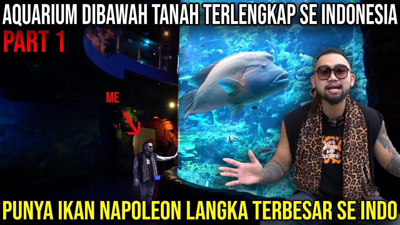 AQUARIUM DIBAWAH TANAH TERLENGKAP SE INDONESIA, PUNYA IKAN NAPOLEON LANGKA TERBESAR SE INDO, BXSEA
