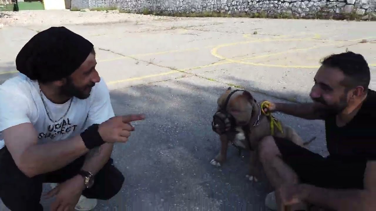 KÖPEĞİMİN EĞİTMENLE KAVGASI YAKLAŞTIĞI AN NEFESİNİ DURDUYOR