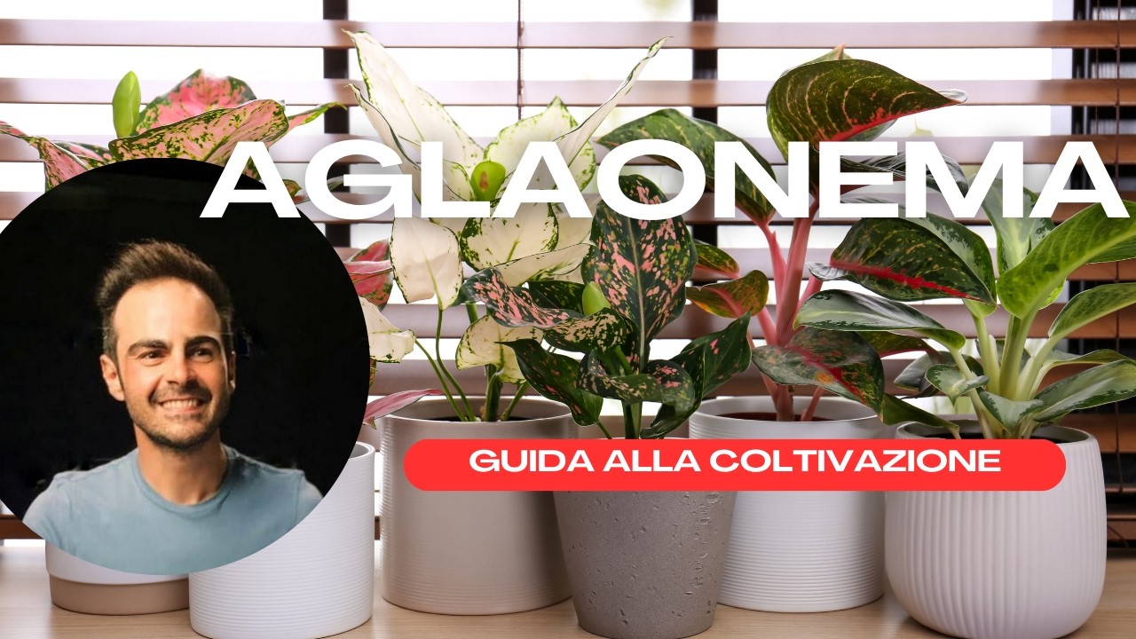 Aglaonema: guida completa alla coltivazione e alle principali varietà