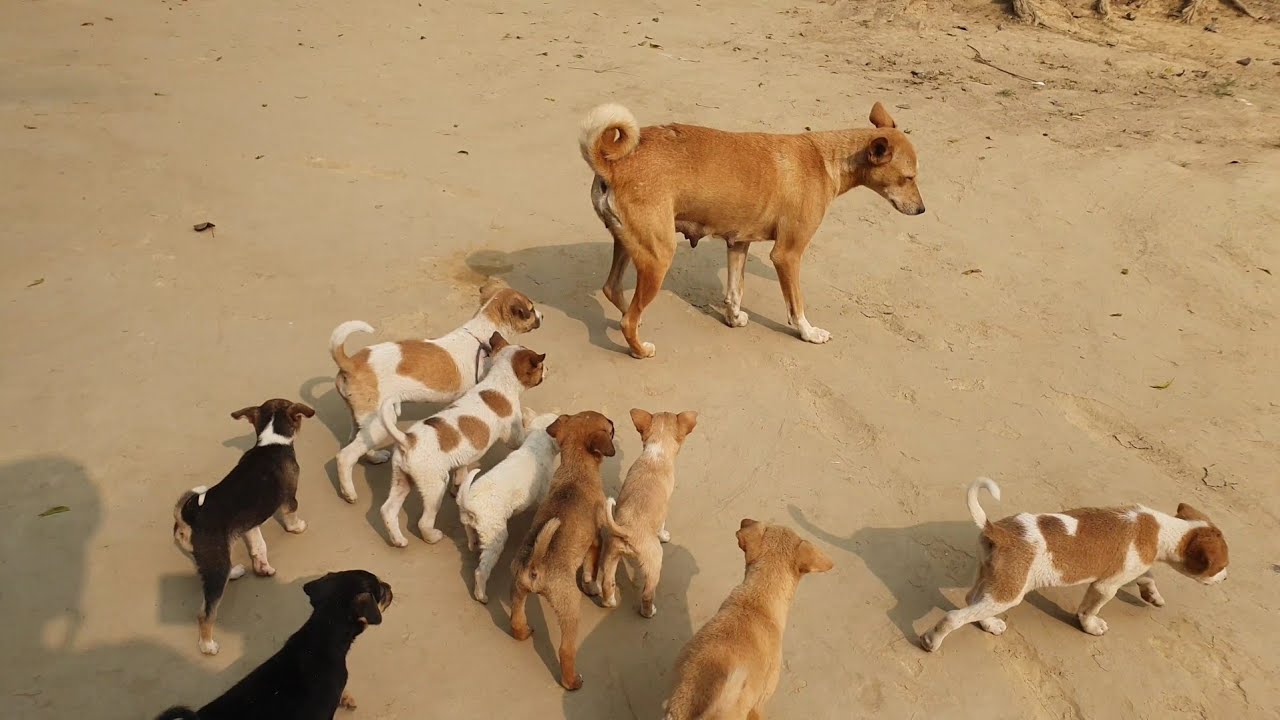 Desi Dog 🐕 Puppy's Village