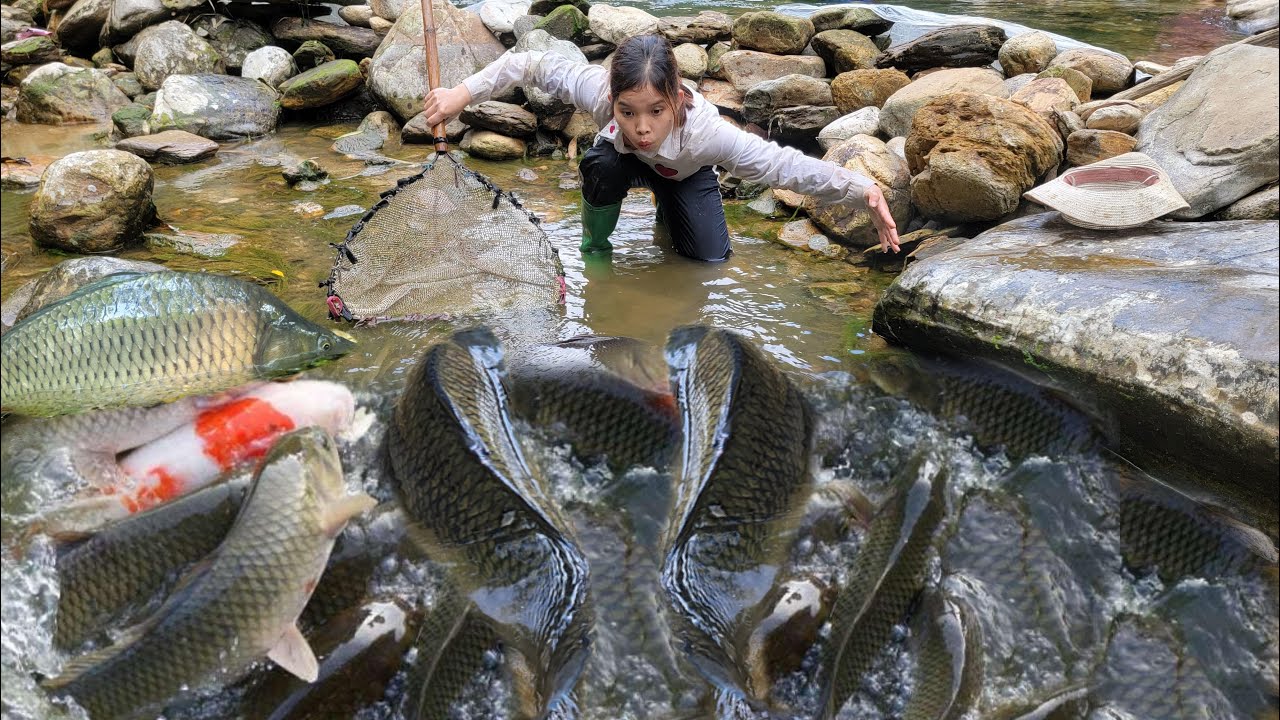 Meet a school of giant catfish swimming upstream.girl blocking the water flow.Caught many giant fish
