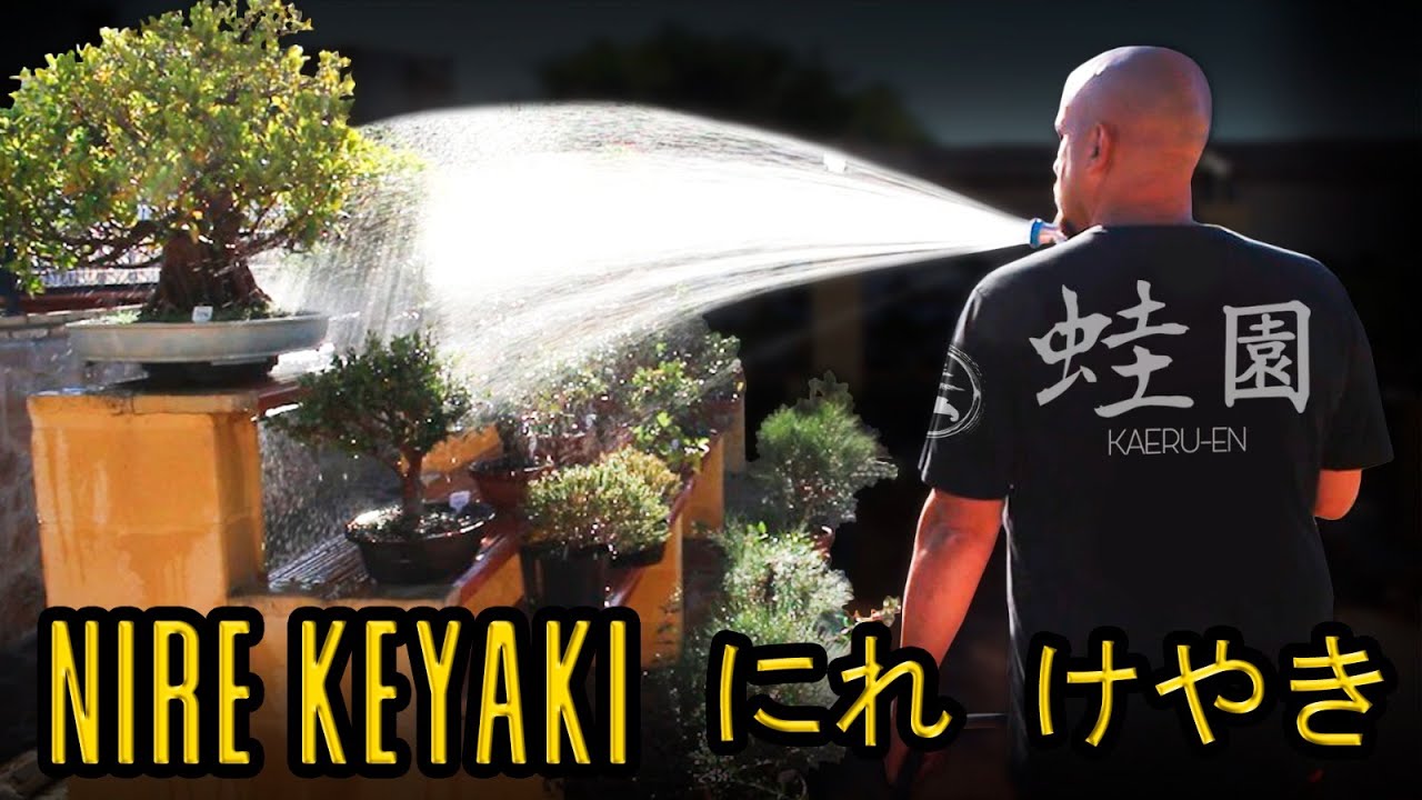 Hokkaido & Nire Keyaki にれ けやき 盆栽