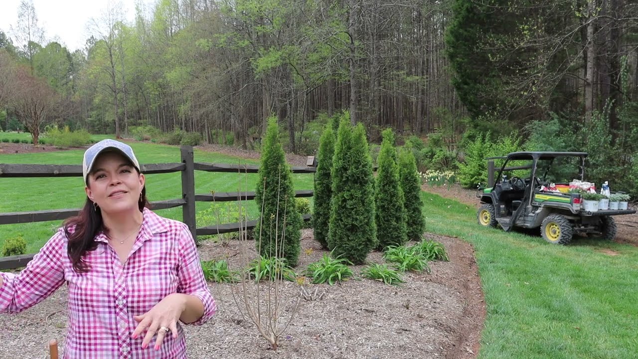 Pruning My Smokebush & Replacing Perennials