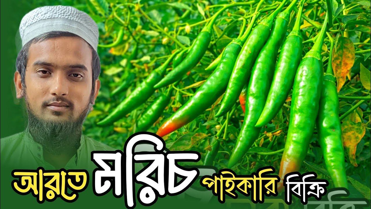 পাইকারি মরিচ বিক্রি Wholesale Chili Trading at the Wholesale Market মাওলানা জামাল উদ্দিন কুড়িগ্রাম