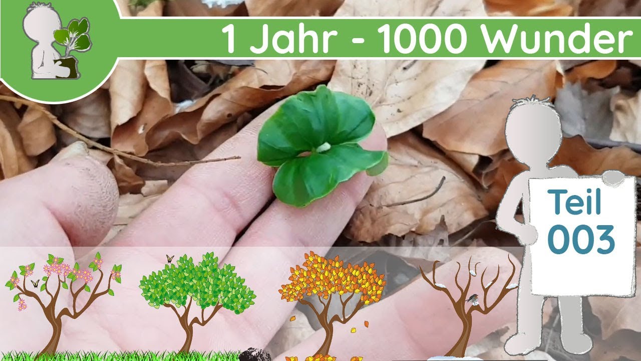 1 Jahr - 1000 Wunder 