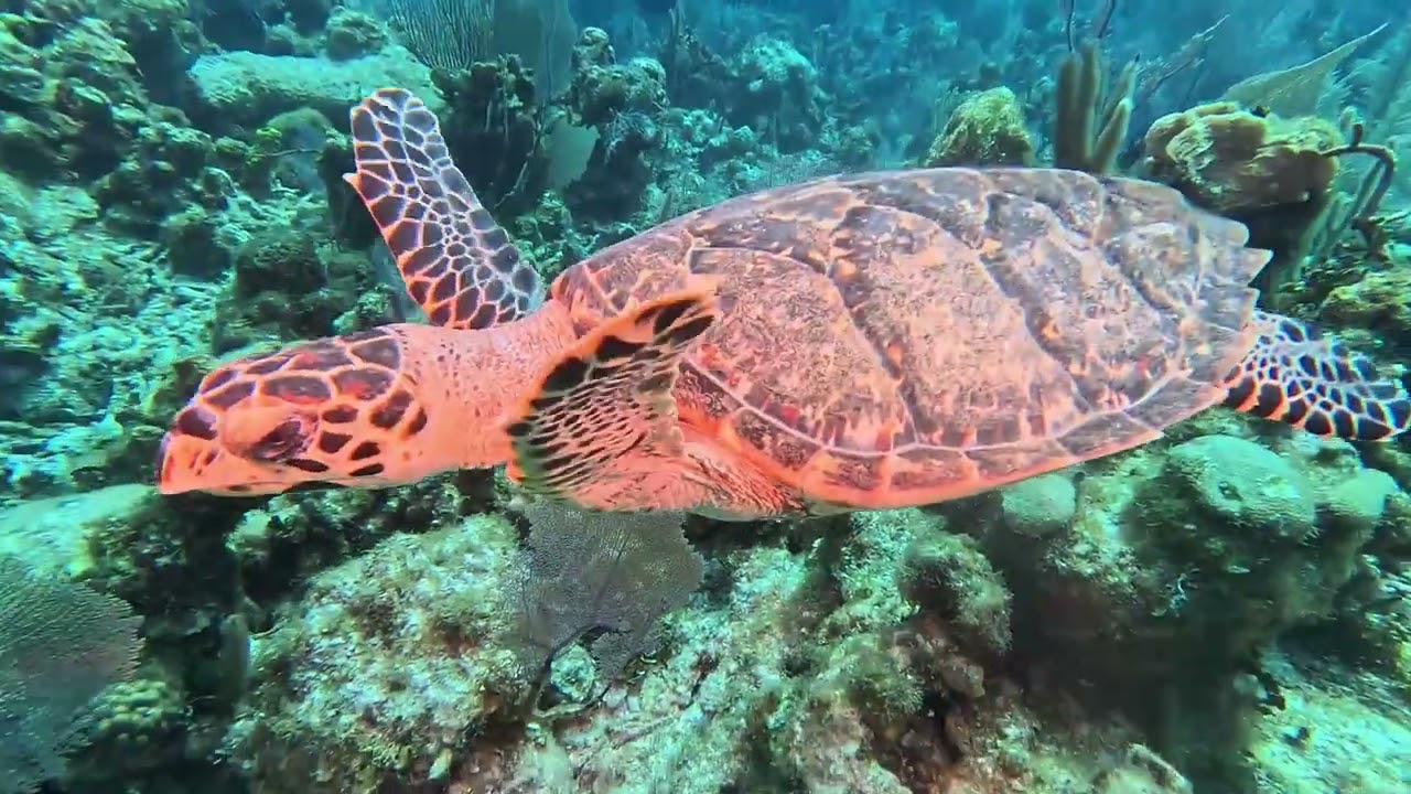 GrandCayman2024DiveVideo