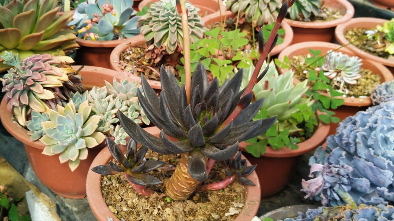 TOUR Por El Vivero Karu | Fabi Plantas #suculentas