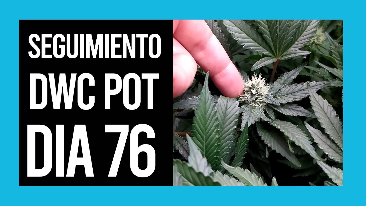 SEGUIMIENTO DWC Dia 76 | Mars Hydro TSW 2000