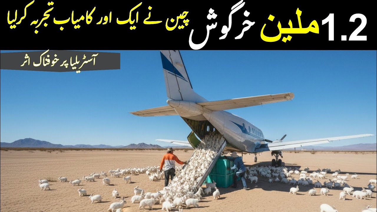 China Put A Million Rabbits into The Desert, The Result Will Shock you 