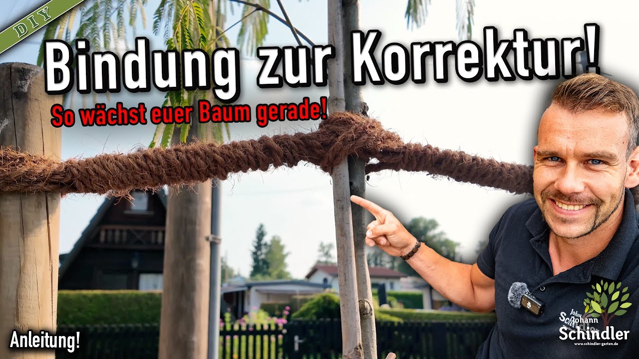 So richtest du einen schiefen Baum gerade – Anleitung zur richtigen Bindung