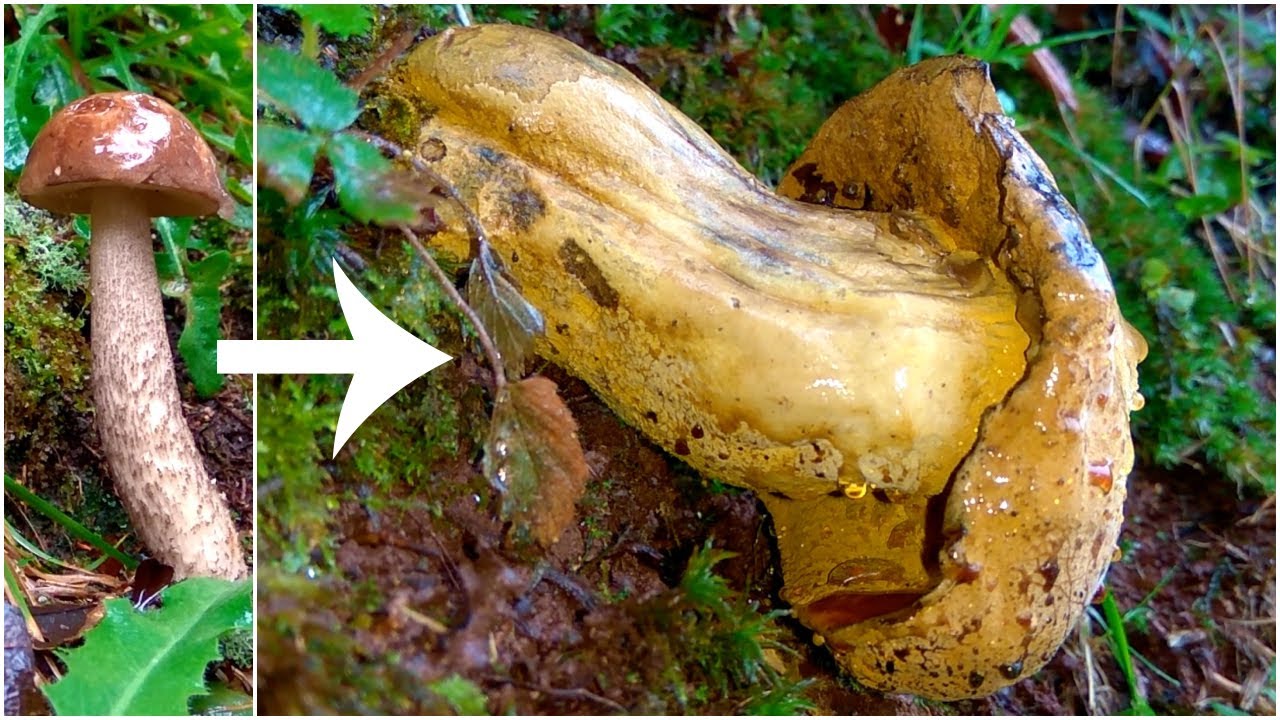 Hypomyces chrysospermus на Leccinum scabrum