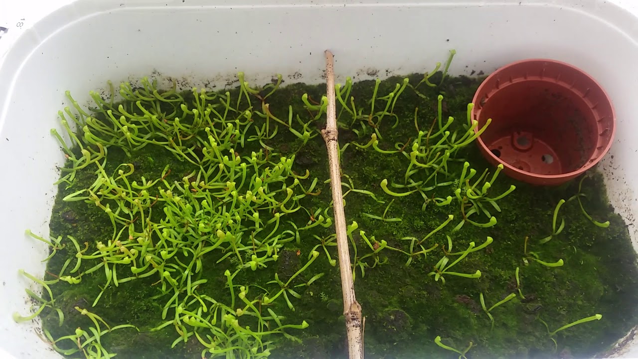 25. SEMI E SEEDLINGS DI SARRACENIA PRIMI STADI DI SVILUPPO.