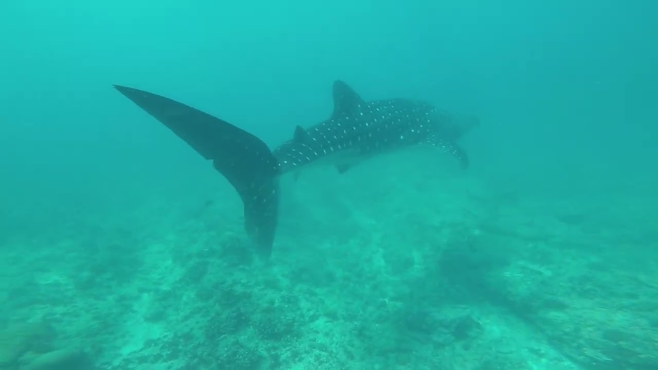 swimming with whale shark on Maldives