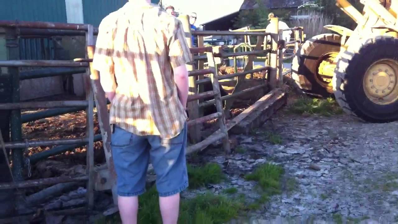 Poor bull stuck in feeder gate