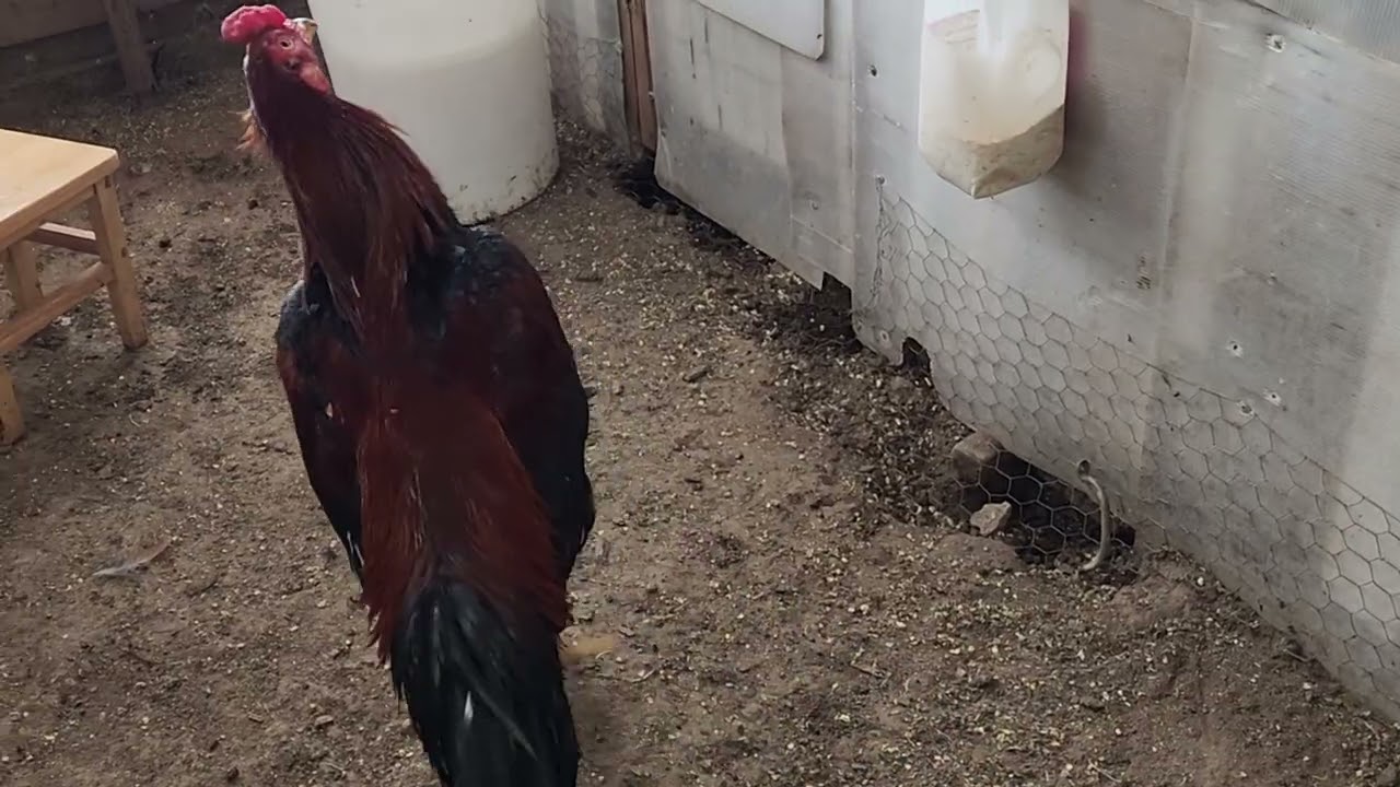 Qaib Thamada #124 (Ready Soon Qaib Plaub 2)