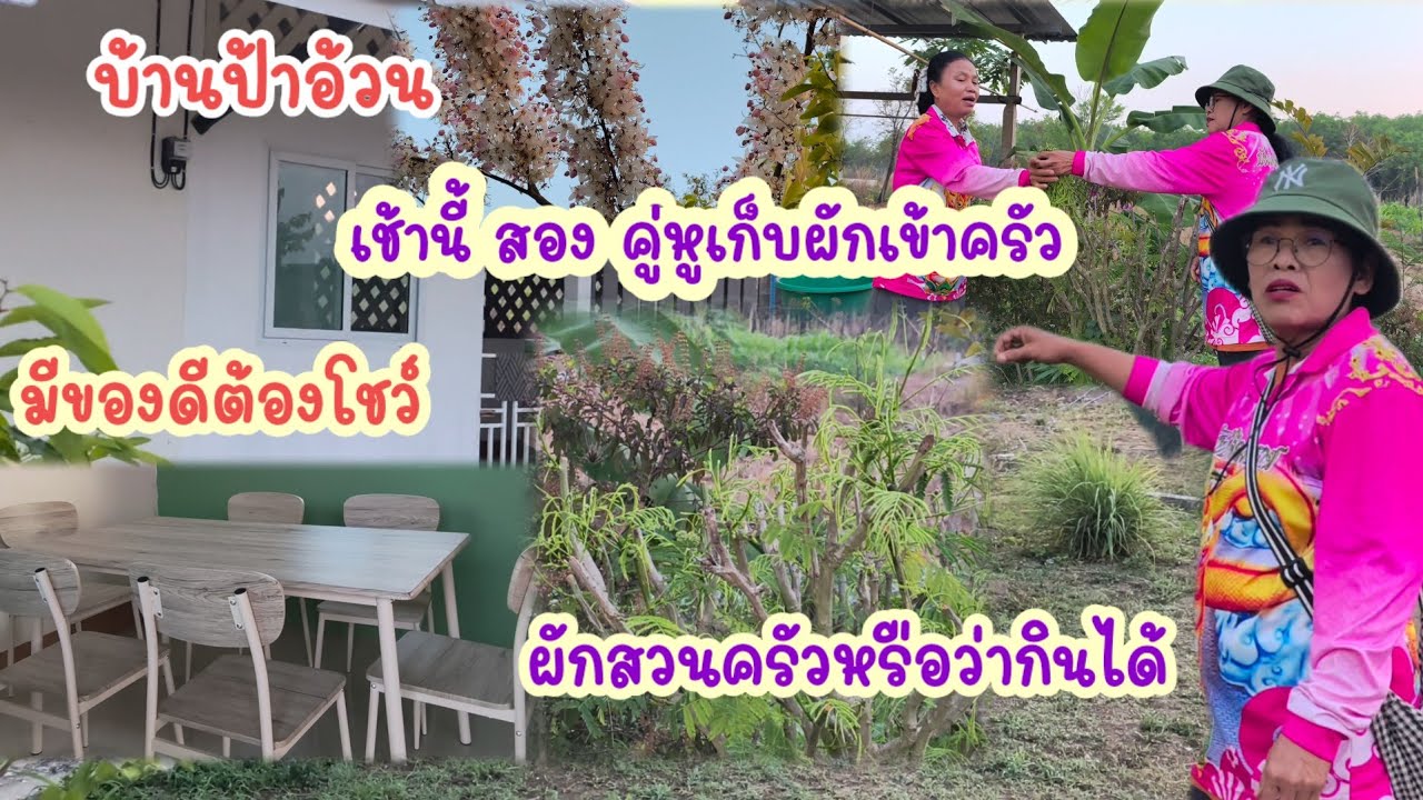 เก็บผักเข้าครัวชมดอกชัยพฤกษ์โชว์โต๊ะกินข้าวใหม่