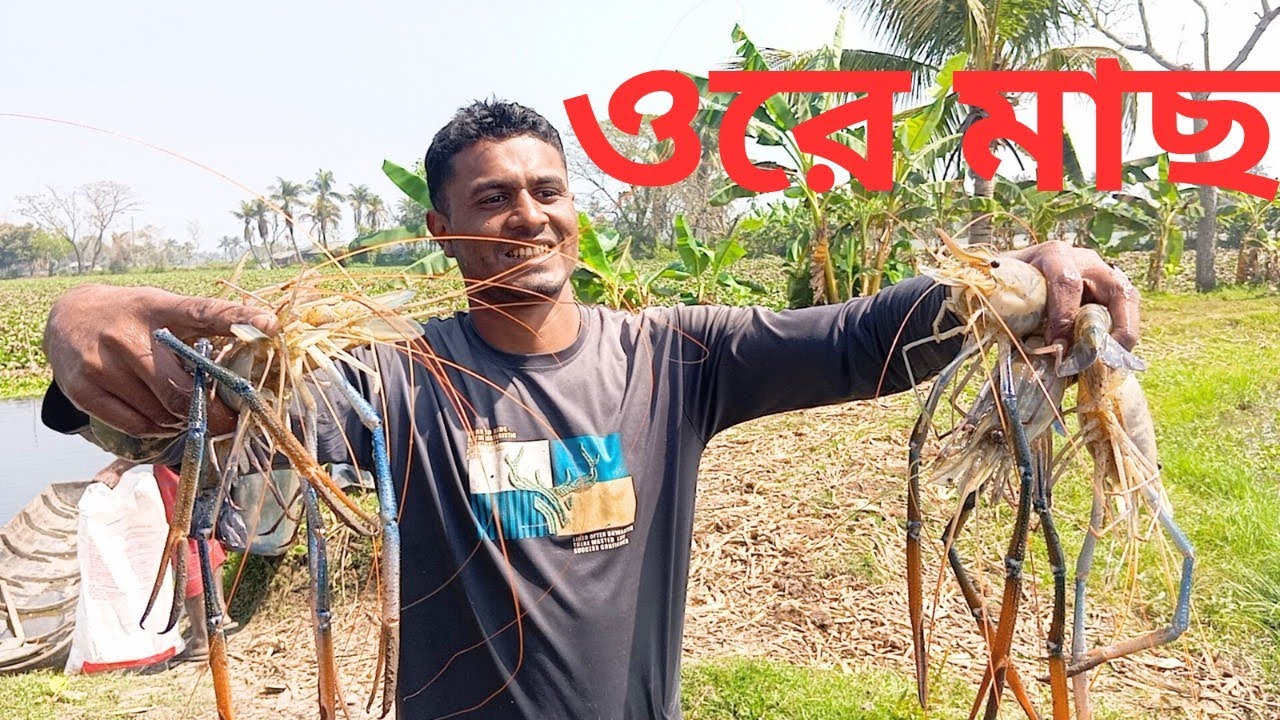 Big Fish Harvest | Collecting Fresh Fish for Market | Traditional Fish Farming in Bangladesh