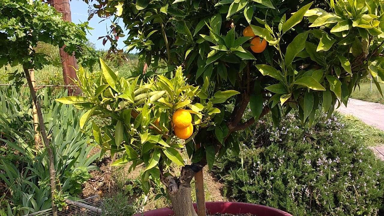 Arancio in vaso (Citrus sinensis) medicinal plant