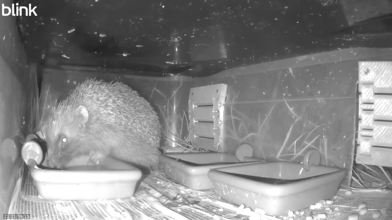 Wild Life Cam Night Of 26 08 2025