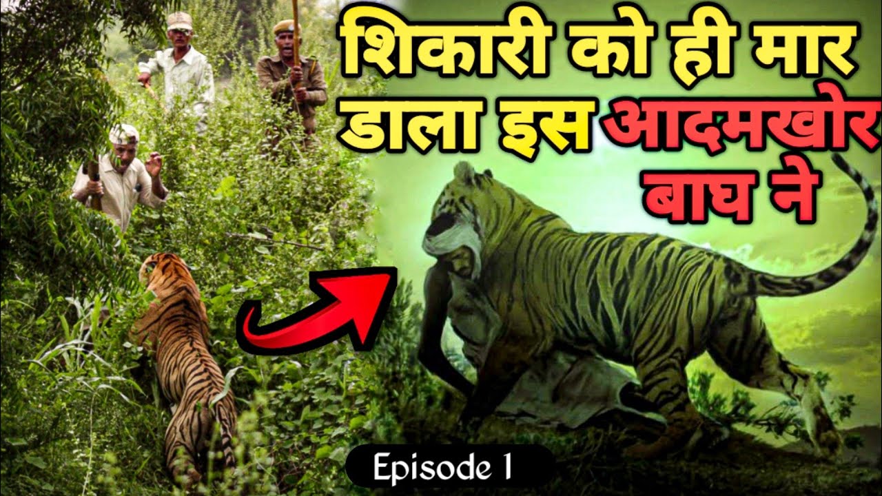 Man Eating Tiger of Hosdurga Hollalkere । Facts Phylum। Kenneth Anderson
