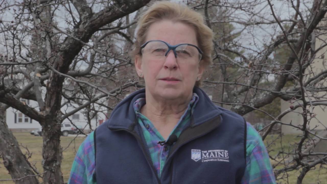 Как обрезать яблоню