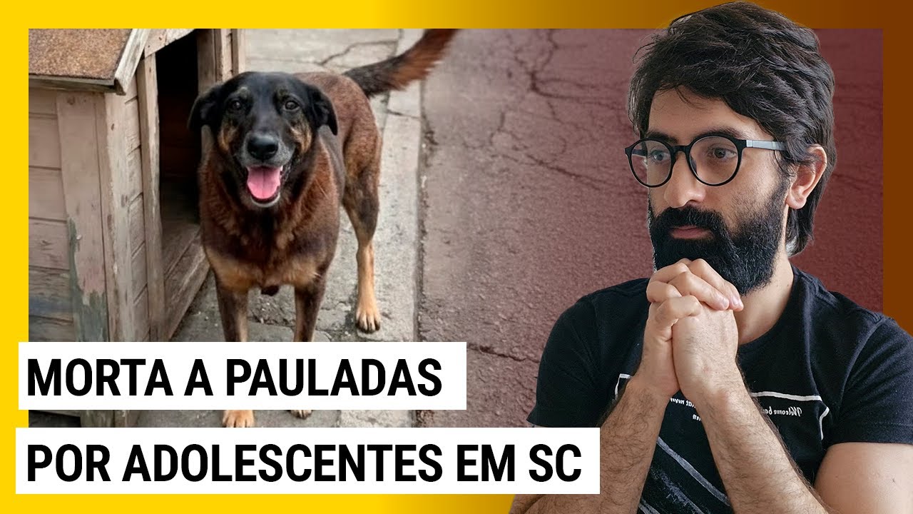 CACHORRO ORELHA TERÁ JUSTIÇA?