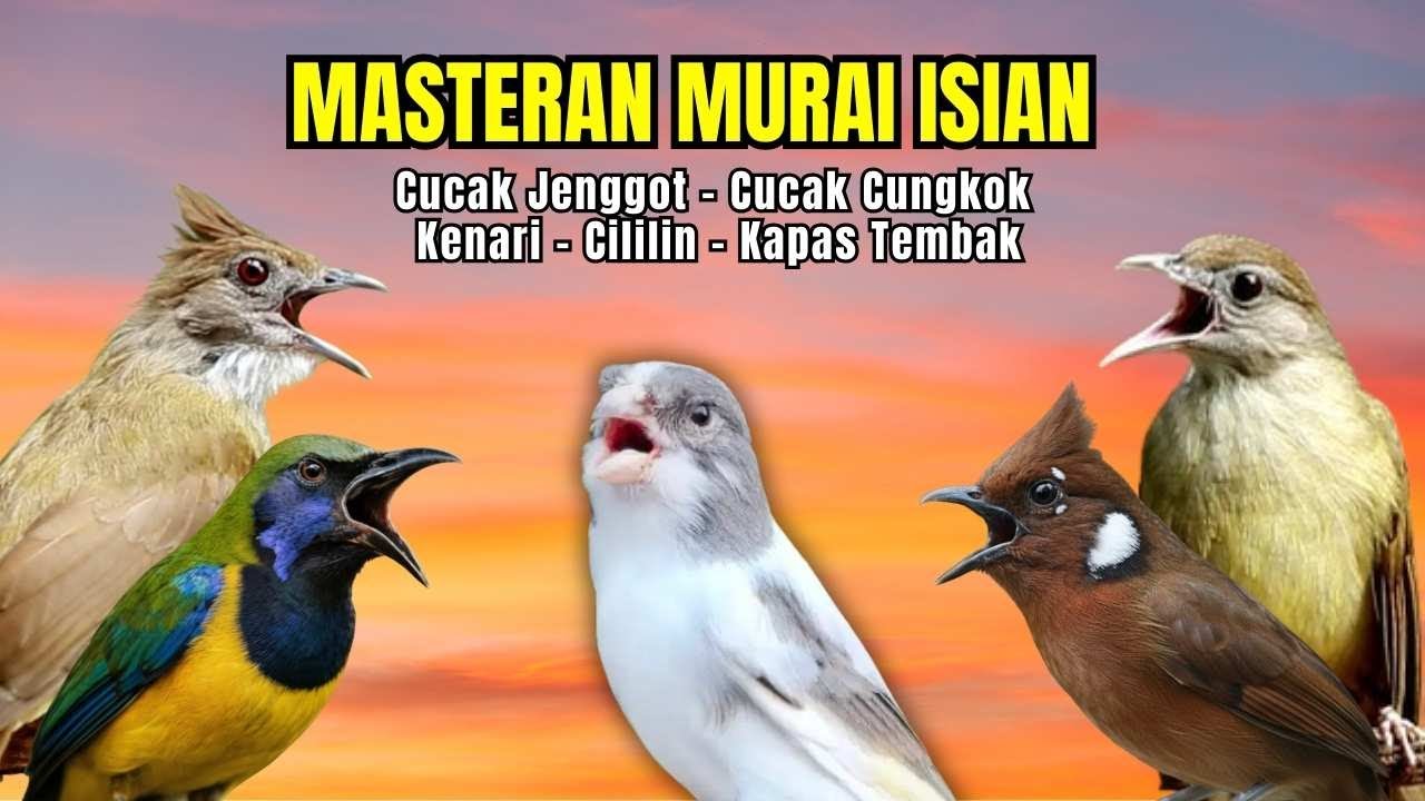 Masteran Murai Isian Kenari, Cungkok, Cililin, Cucak Jenggot, Kapas Tembak