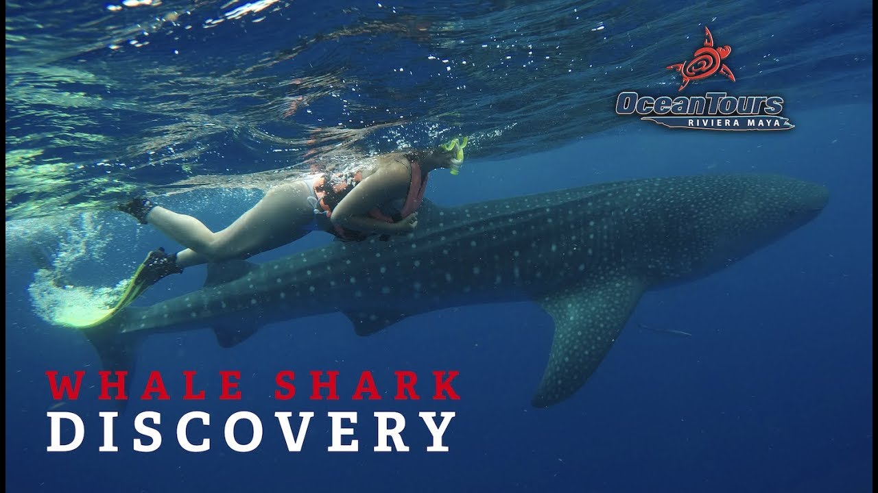 Swim With Whale Sharks in Cancun - Ocean Tours Mexico