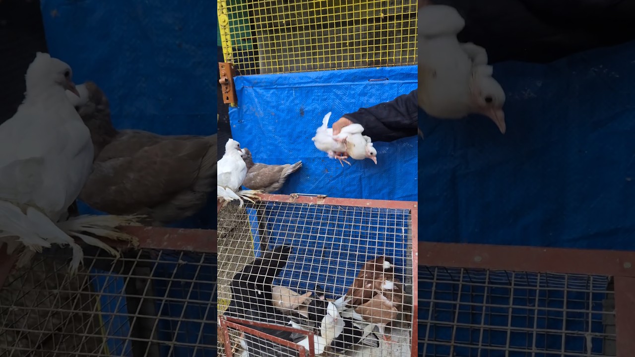 Best Supplements For Pigeon's Baby Growth 😍 