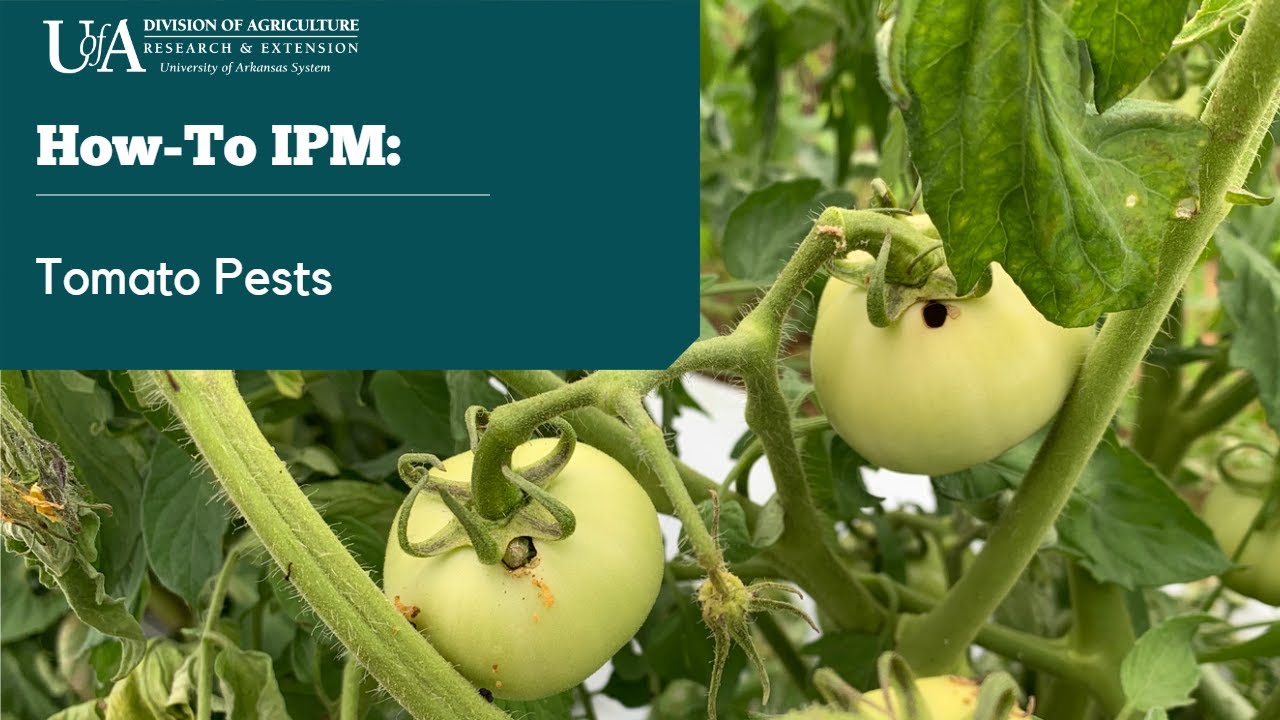 How-To IPM: Tomato Pests