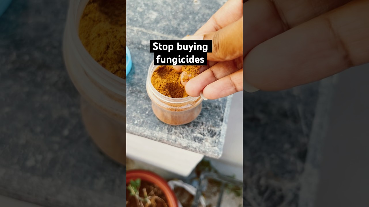 Stop buying fungicides, instead use this&hellip; #plantcare #fungicide #terracegarden  #organicfarming #diy