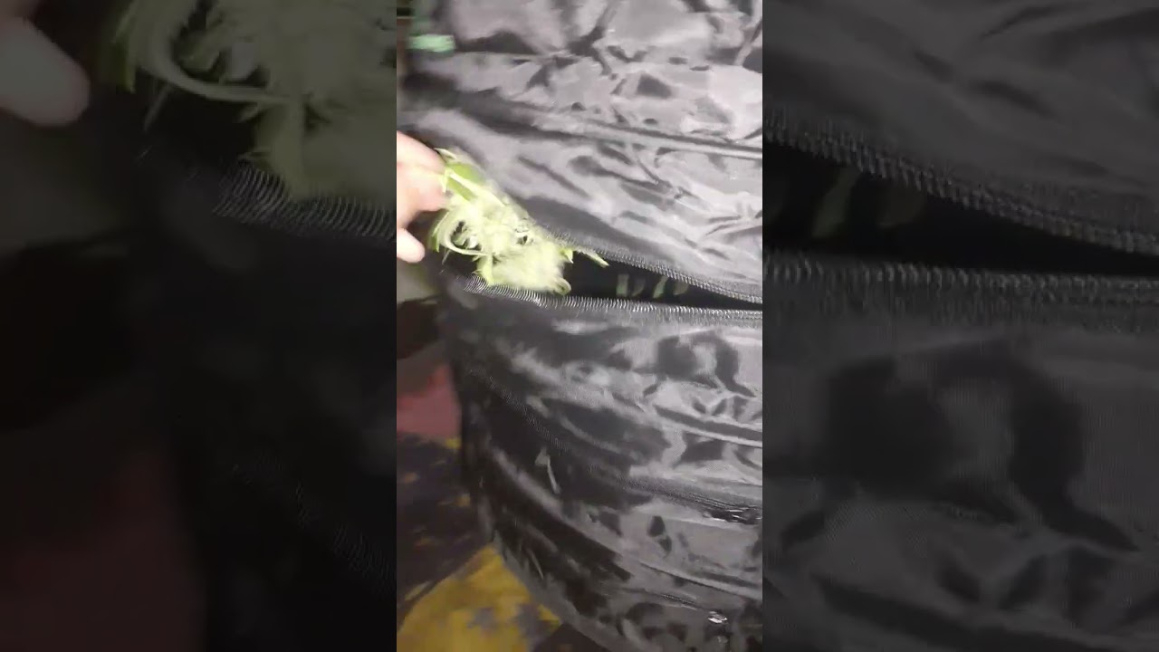 mode s&eacute;chage activ&eacute; pour la banana