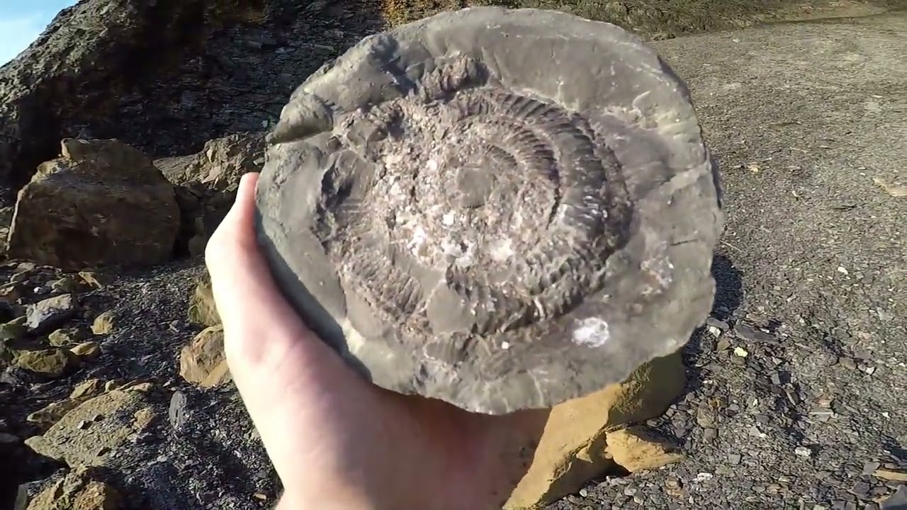 Fossil Collecting at Saltwick Bay July 2024 #fossils #fossilhunting #fossildiscovery