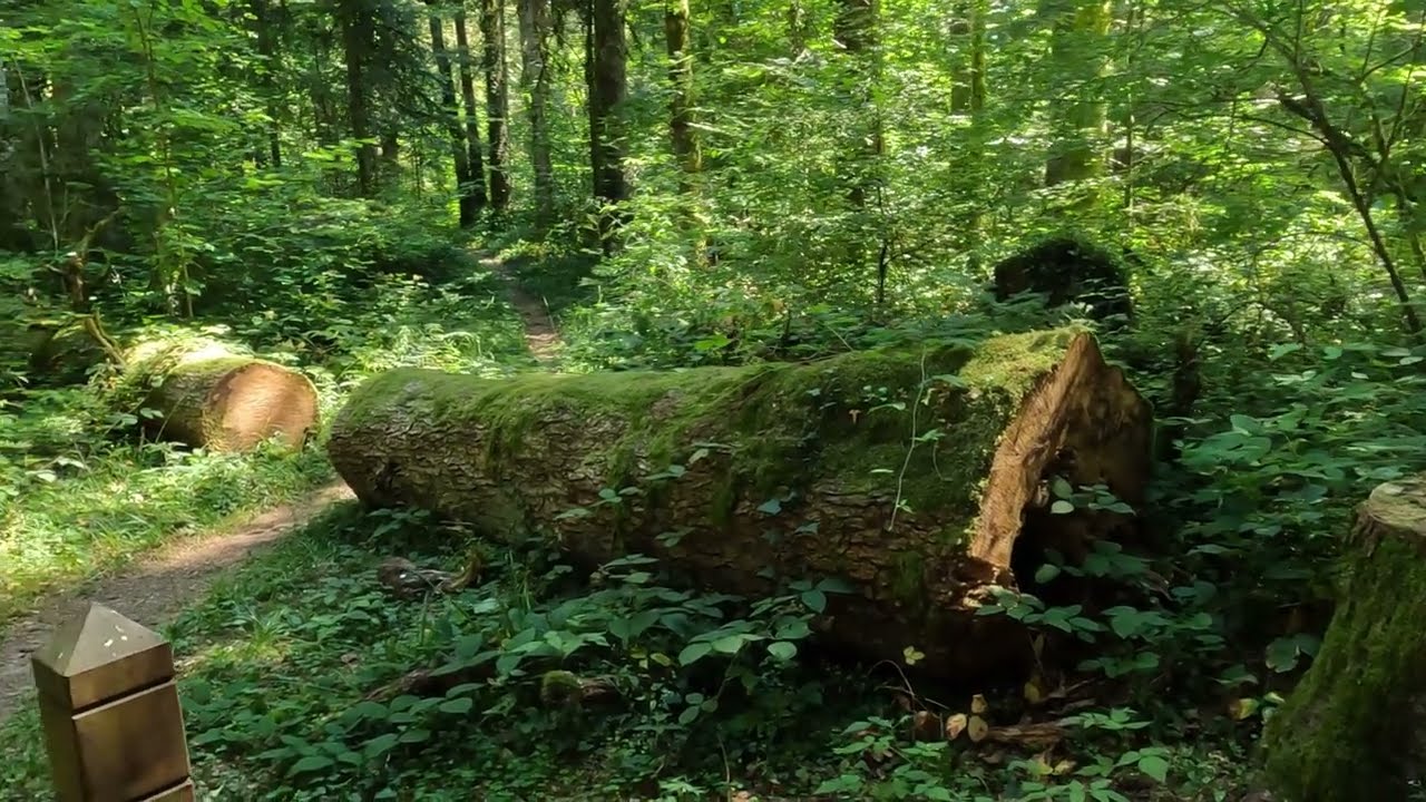 la réserve biologique du massif de  La Joux, un lieu rare
