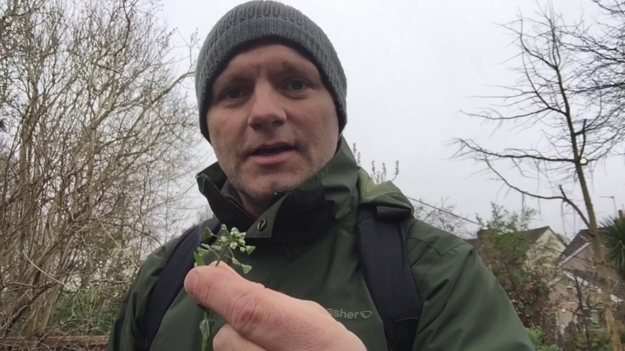 Urban foraging in winter