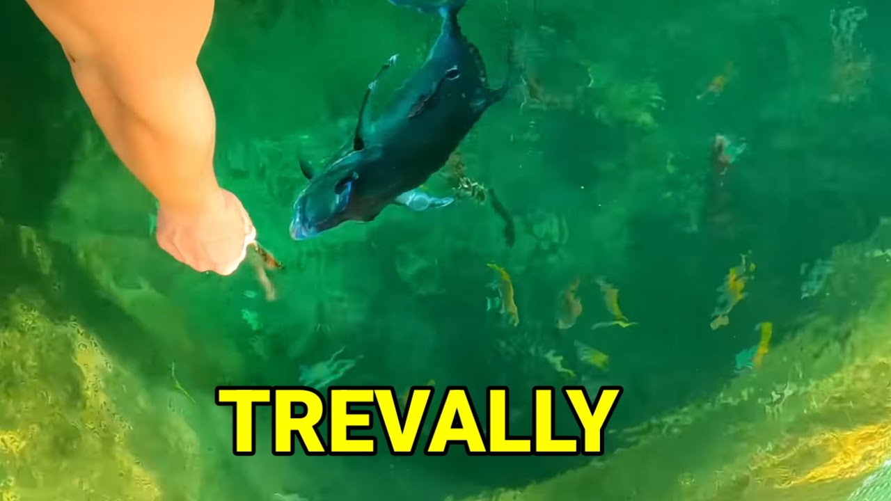 MATATABA NA ANG ATING MGA ISDA SA BUNGSOD
