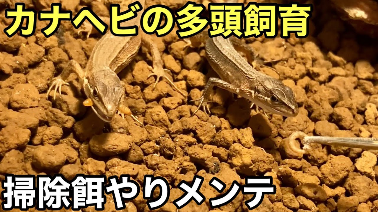 カナヘビの餌やり掃除メンテまた卵を産みました【爬虫類】