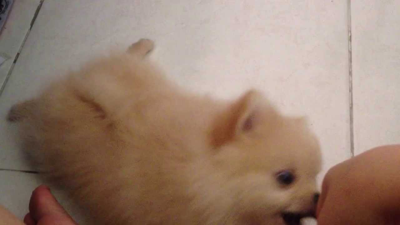 8 weeks old Pomeranian training