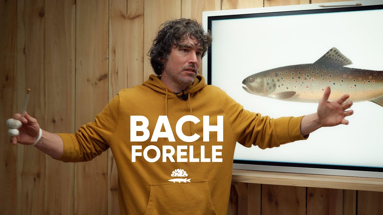 Die BACHFORELLE im Detail!
