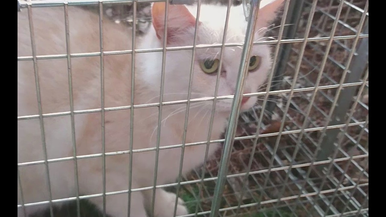 今日はミーちゃんの捕獲日でした　0320