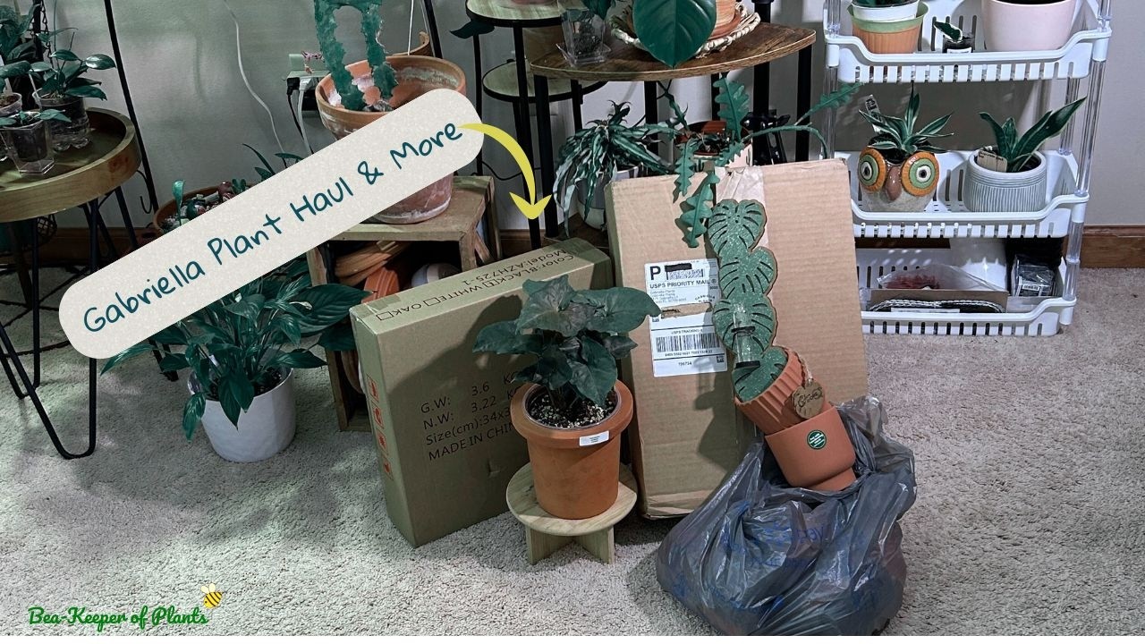 𝑩𝒊𝒈 𝑯𝒂𝒖𝒍 & 𝑷𝒍𝒂𝒏𝒕 𝑺𝒕𝒚𝒍𝒊𝒏𝒈 ✨| 𝑮𝒂𝒃𝒓𝒊𝒆𝒍𝒍𝒂 𝑷𝒍𝒂𝒏𝒕𝒔 🌿