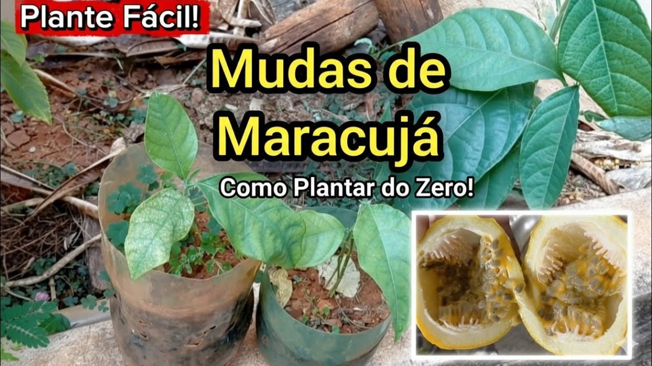 Plantando maracujá em casa: Como fazer a transferência da muda sem erro!