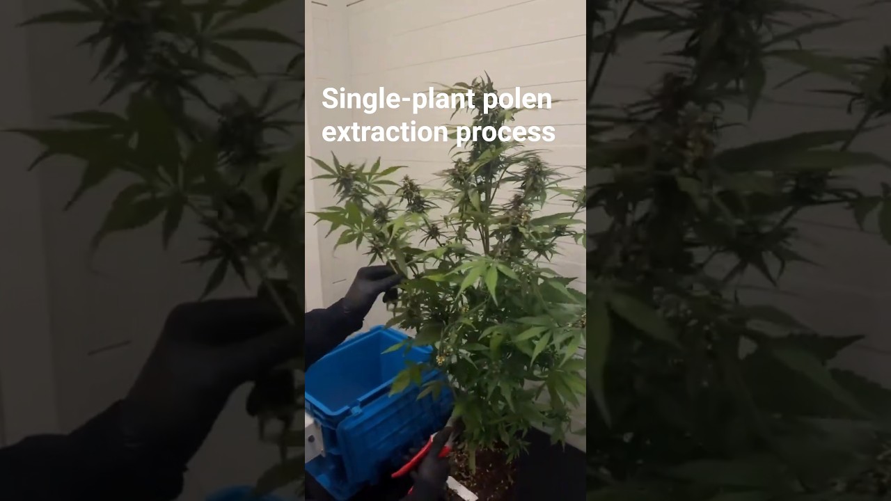Single-Plant Pollen Extraction  Process | Fast Buds