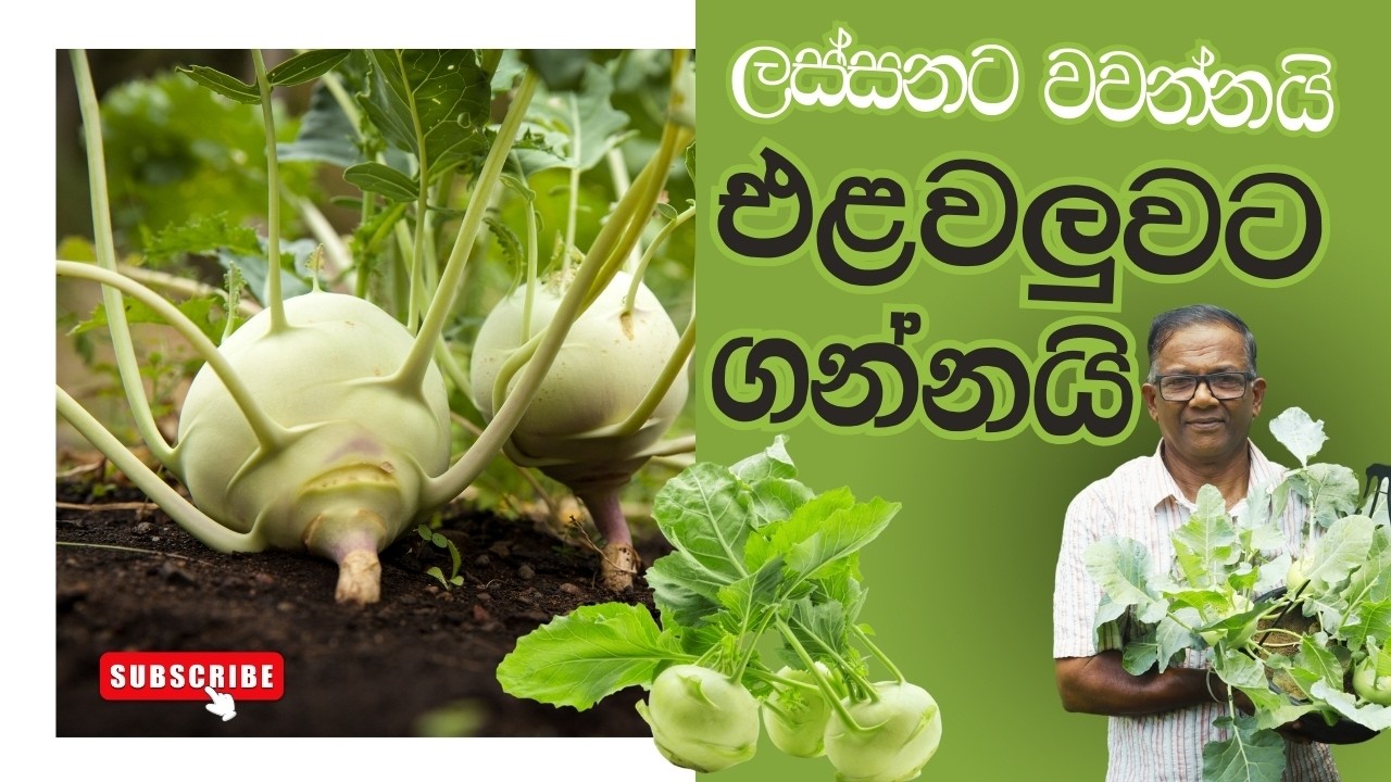 මෙච්චර වටින එළවලුවක් ගෙදර තියෙන්නම ඕනෙද? | Nokol | Ceylon Agri | Epi.456