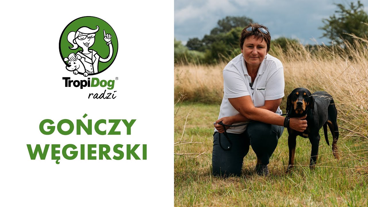Gończy węgierski - pies rzadko spotykany w Polsce!