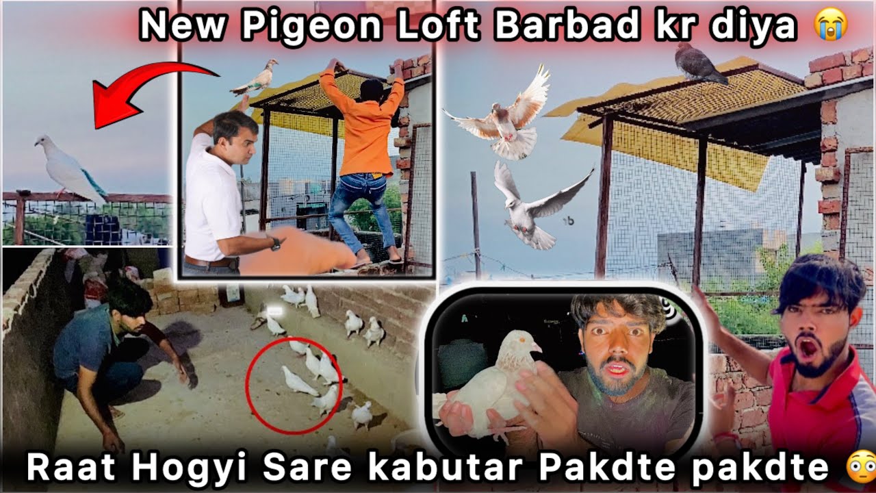 Golu k Papa se Ladai Hogyi 😭 || Pigeon Setup Barbad kr diya 🥺 || Kabutr bhi Bhag Gye 🕊️