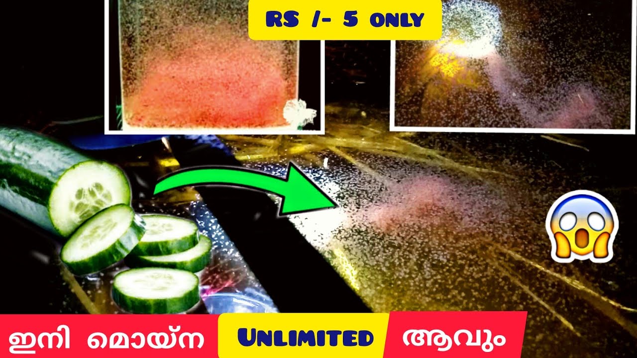 ഇനി മൊയ്‌ന 100 % പെരുകും!👍 moina culture without yeast/moina culture malayalam/moina culture easy