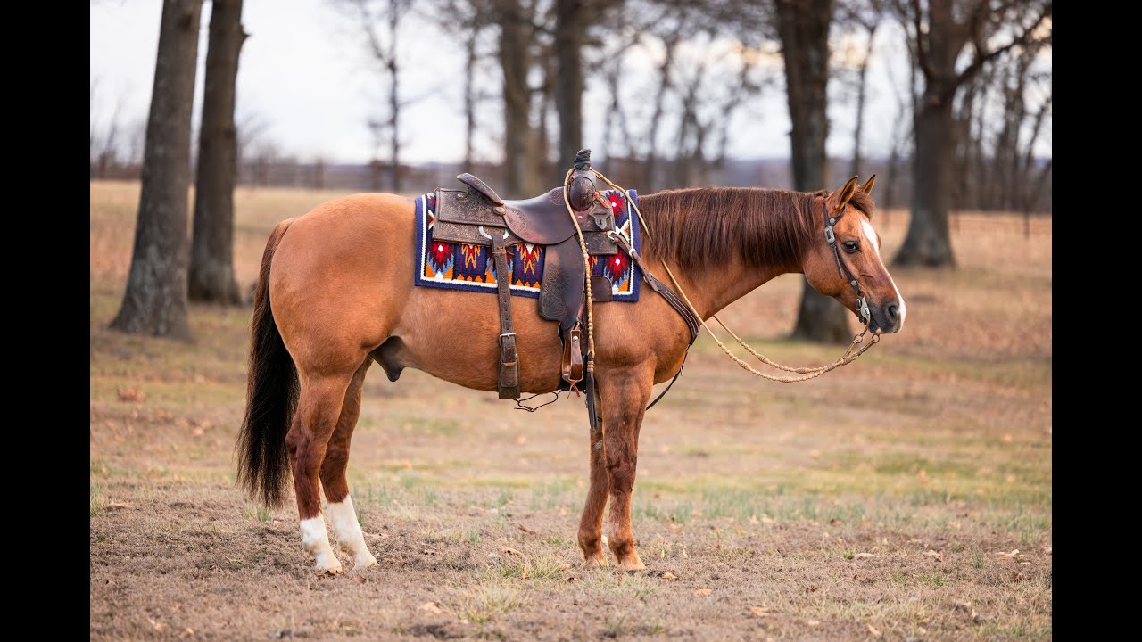 Gunnashowyahowitsdun AKA Willy Offered by Diamond K at 2026 Ride the Wave Premier Horse Sale